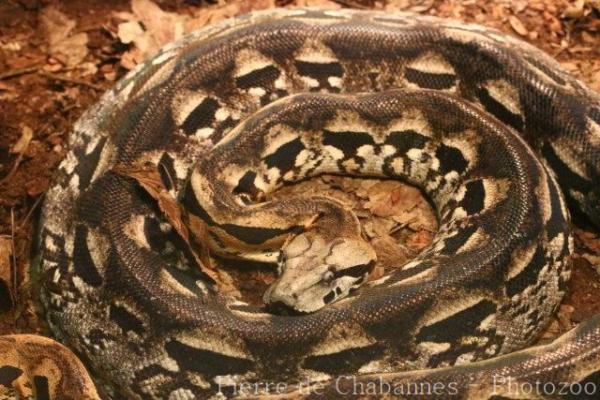 Madagascar ground boa