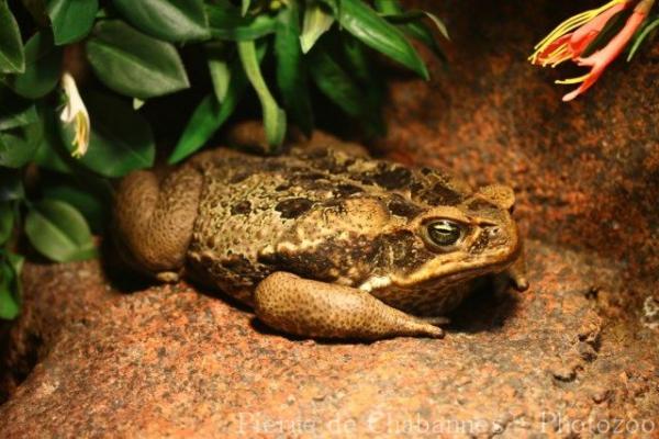 Cane toad