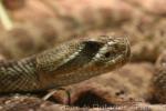 Prairie rattlesnake