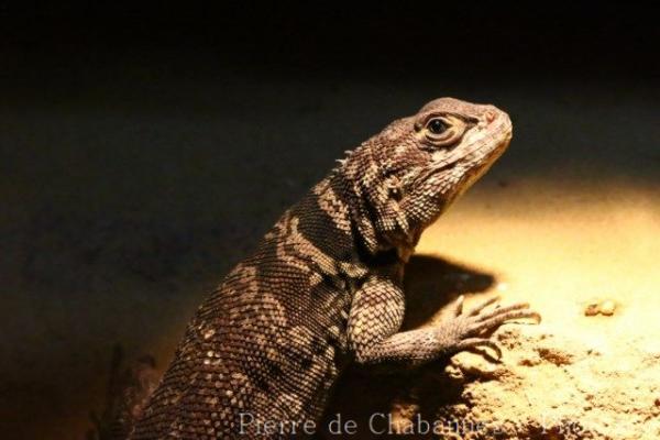 Cuvier's Madagascar swift