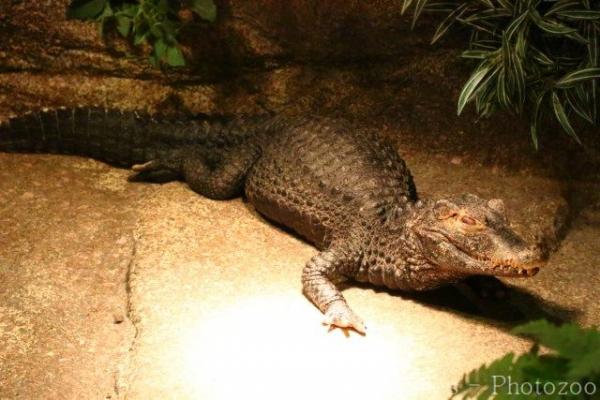 African dwarf crocodile