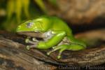 Giant monkey frog