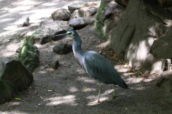 White-faced heron