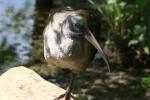 Hadada ibis