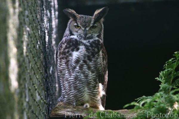 Great horned owl