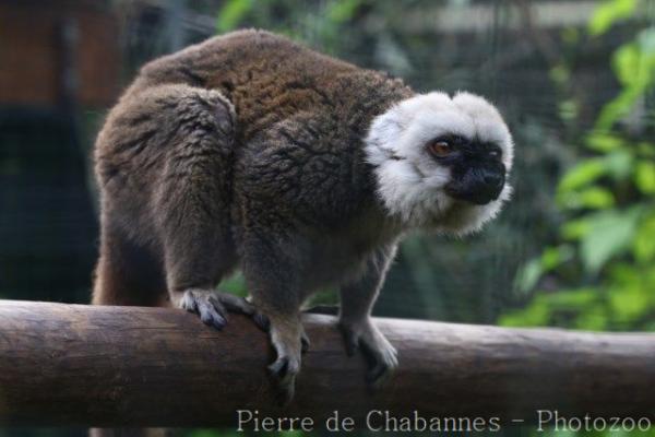 White-fronted lemur