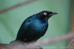 Long-tailed glossy-starling