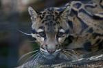 Clouded leopard