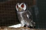 Southern white-faced owl