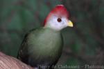 Red-crested turaco