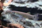 Pike killifish