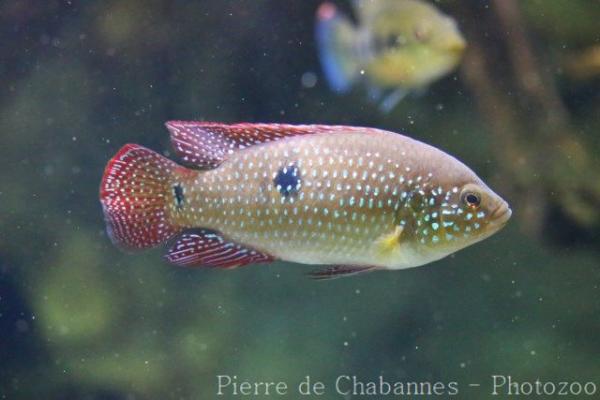 Jewel cichlid