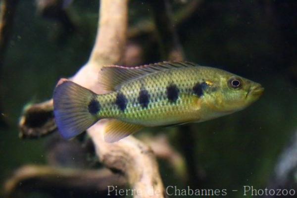 Banded jewel cichlid