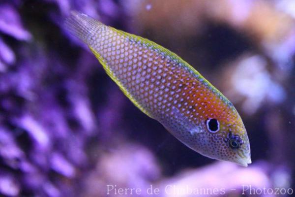 Kuiter's leopard wrasse