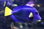 Yellowtail tang