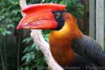 Northern rufous hornbill