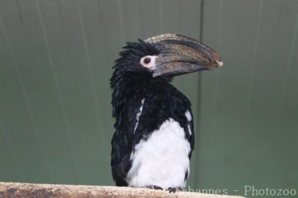 Trumpeter hornbill