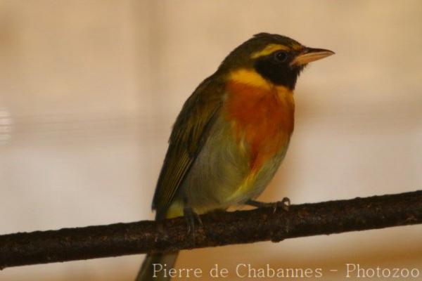 Guira tanager