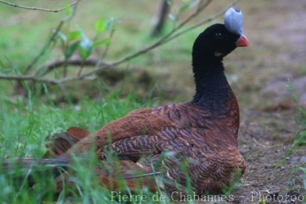 Helmeted curassow