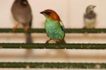 Chestnut-backed tanager