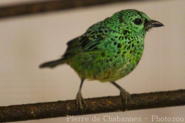 Yellow-bellied tanager