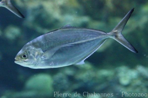 Herring scad