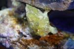Scarlet frogfish