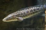 Northern snakehead