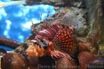 Zebra lionfish