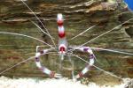 Banded cleaner shrimp