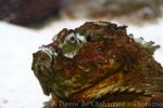 Estuarine stonefish