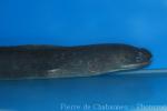 Unicolor snake-moray