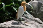 Asian cattle egret