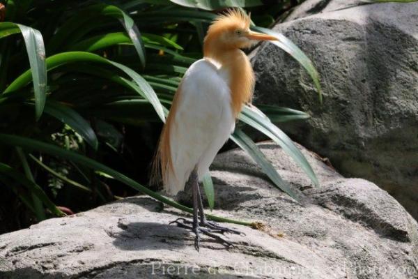 Asian cattle egret