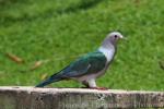 Green imperial-pigeon