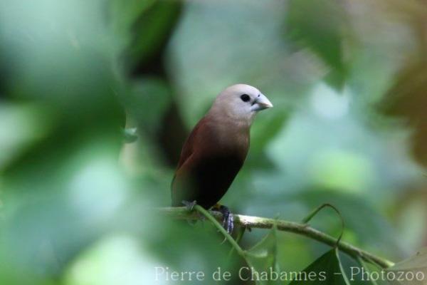 White-headed munia