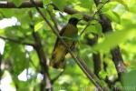 Black-headed bulbul