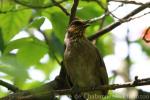 Stripe-throated bulbul