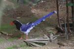 Red-billed blue magpie