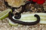 Giant asian millipede