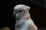 Solomons corella