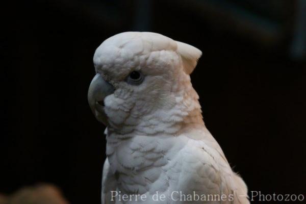 Solomons corella