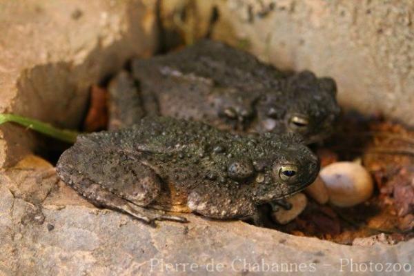 Asian giant toad