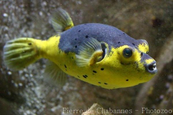 Blackspotted puffer