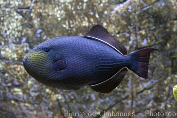 Black triggerfish