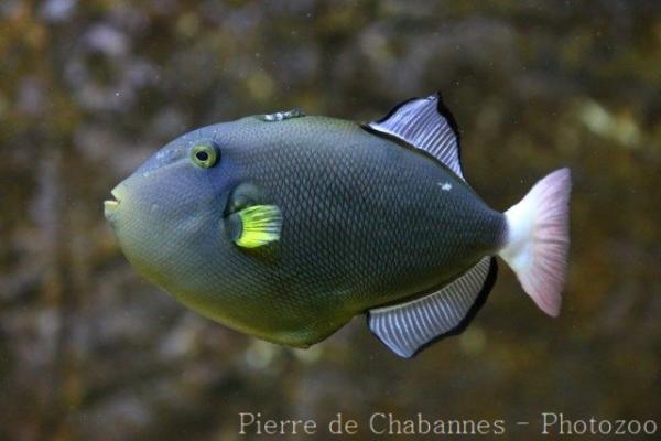 Pinktail triggerfish