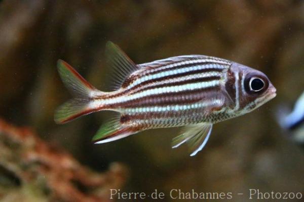 Dark-striped squirrelfish