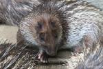 Asiatic brush-tailed porcupine