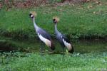 Grey crowned-crane