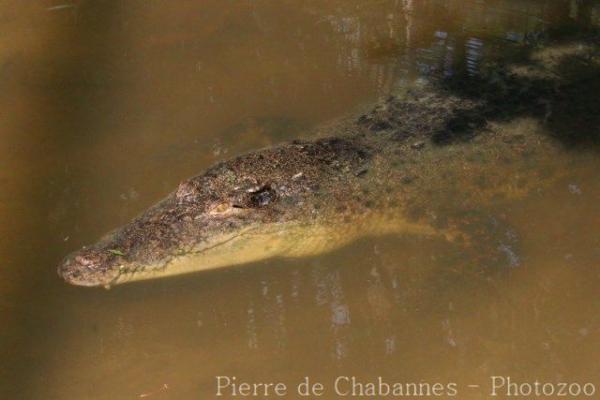 Saltwater crocodile